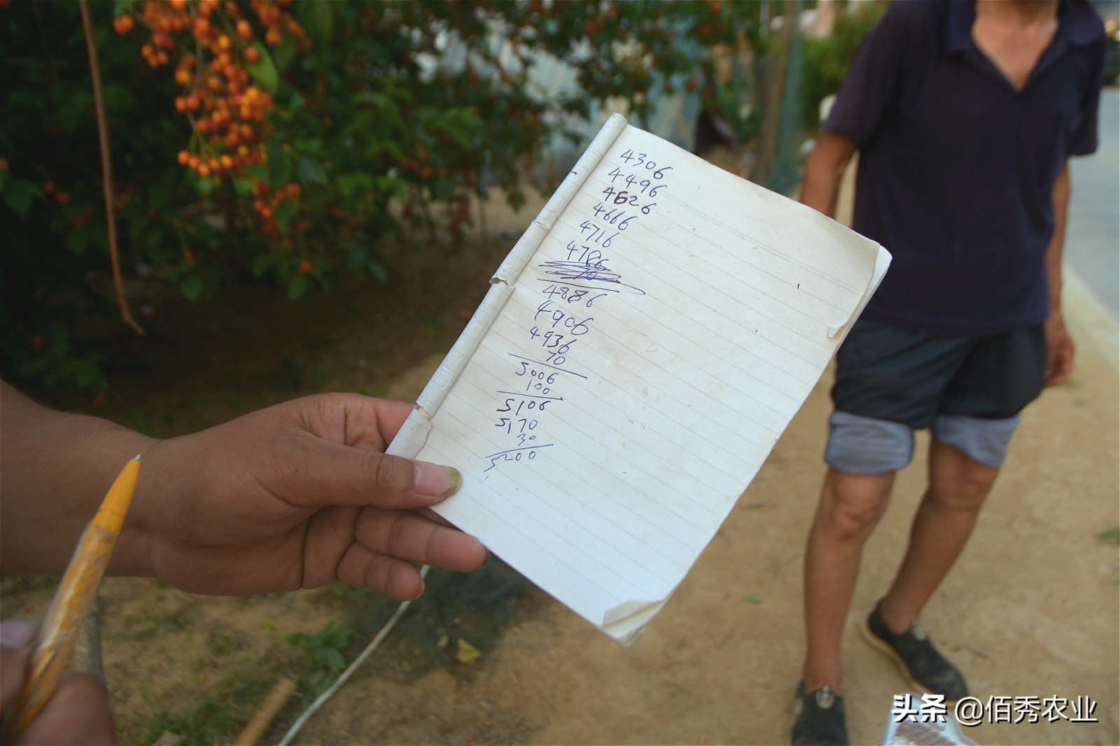 回乡创业种植樱桃,在农村种植樱桃还是在工厂上班好