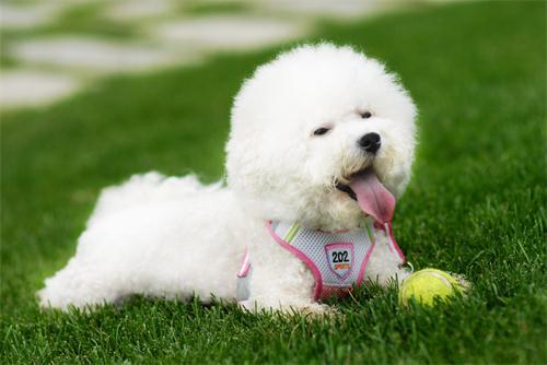 养狗比熊为什么不好,养狗十个忠告