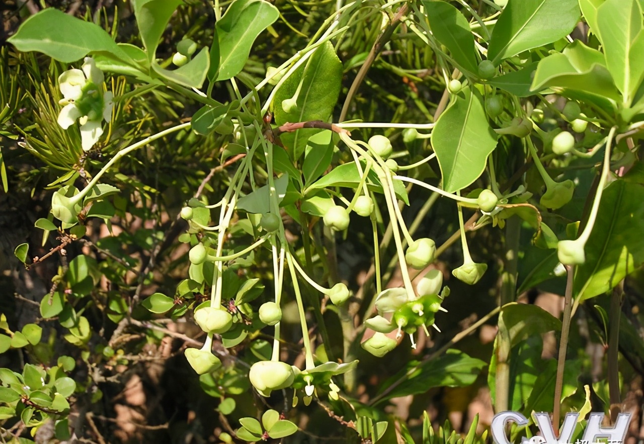 金丝杜仲，见过吗？治跌打损伤，腰腿痛，风湿疼痛