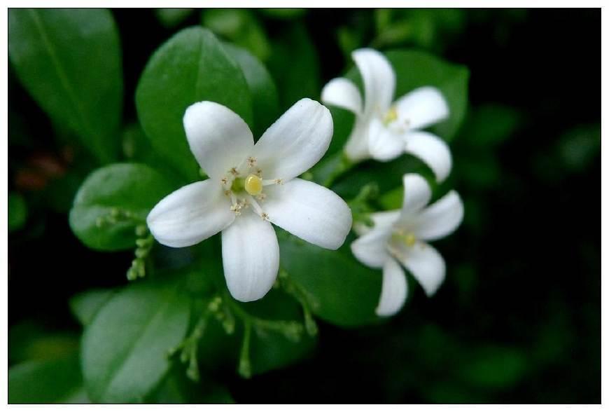 好种易活的植物九里香,每天认识一种植物花