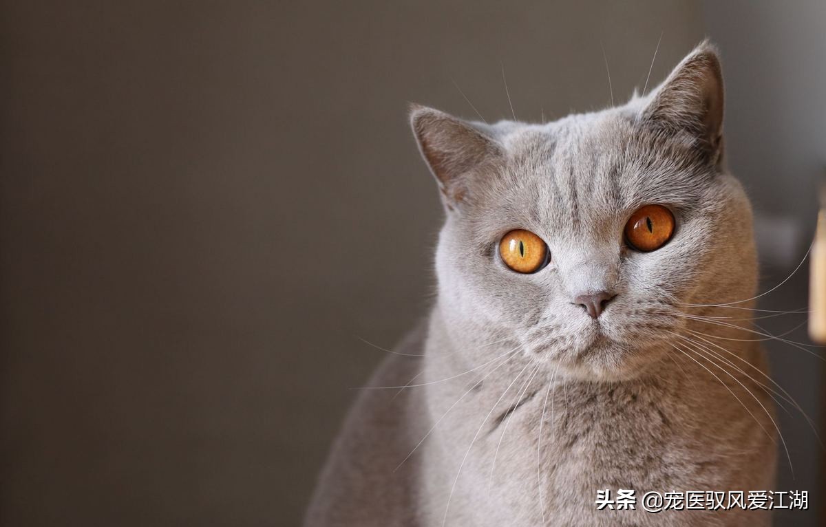 为什么猫咪便秘都这么可爱呢,猫咪习惯性便秘怎么办