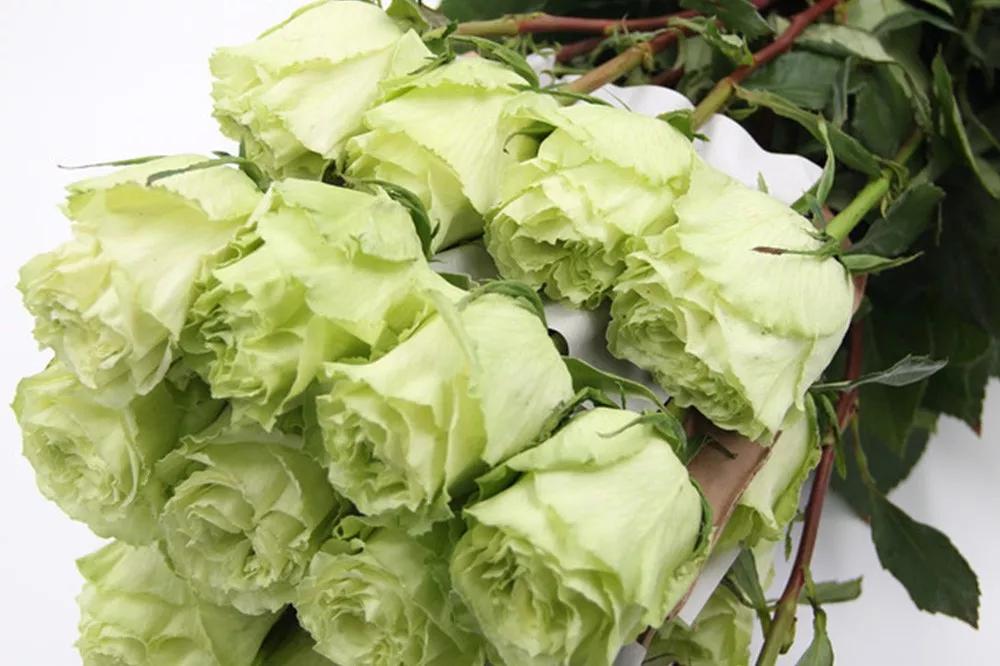 一篇文章带你认识三亚40种花,鲜花图鉴一次性认识30种玫瑰花