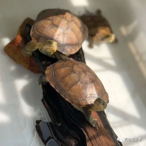 谁说乌龟跑得比人还快,谁说乌龟跑不快