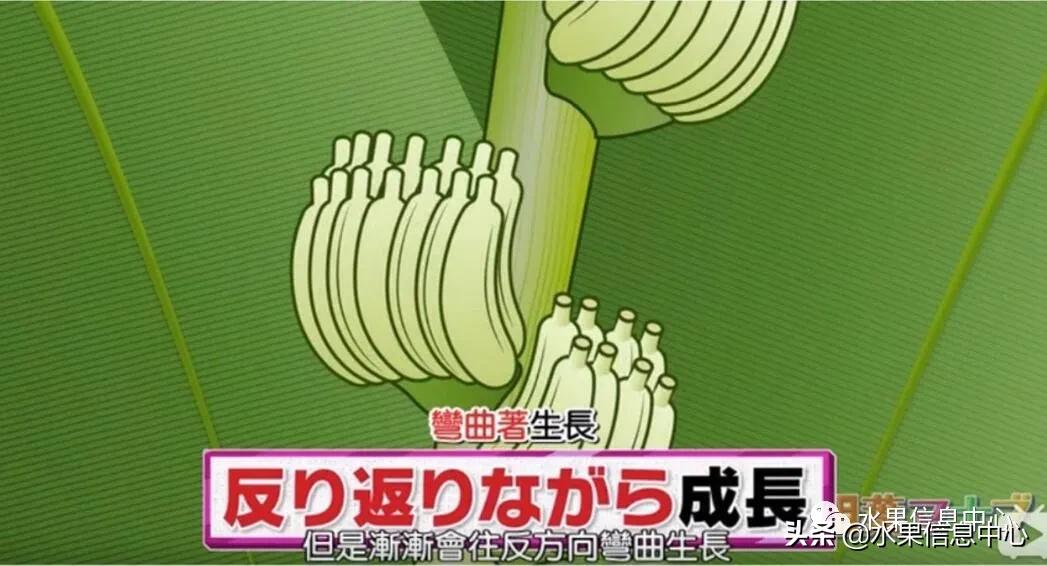 日本水果店怎么挑选,正宗日本水果店