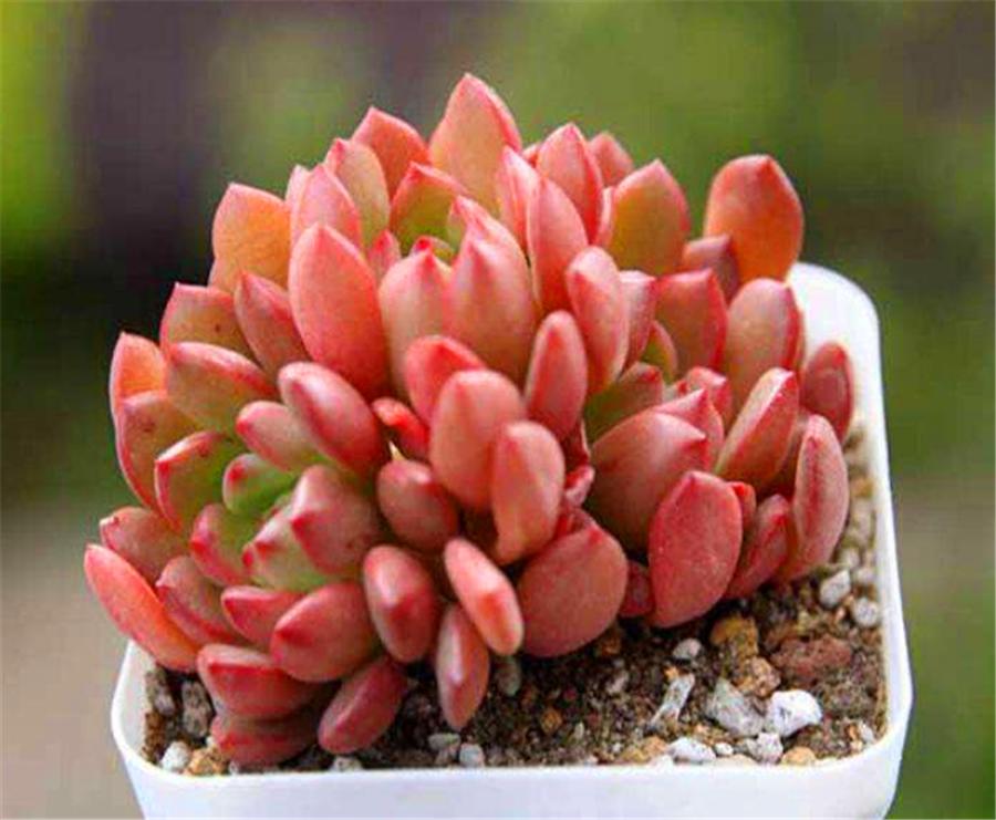 红宝石上色的最佳方法,红宝石怎么增色