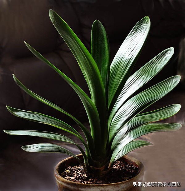 现在君子兰怎么养,现在的君子兰怎么养小技巧