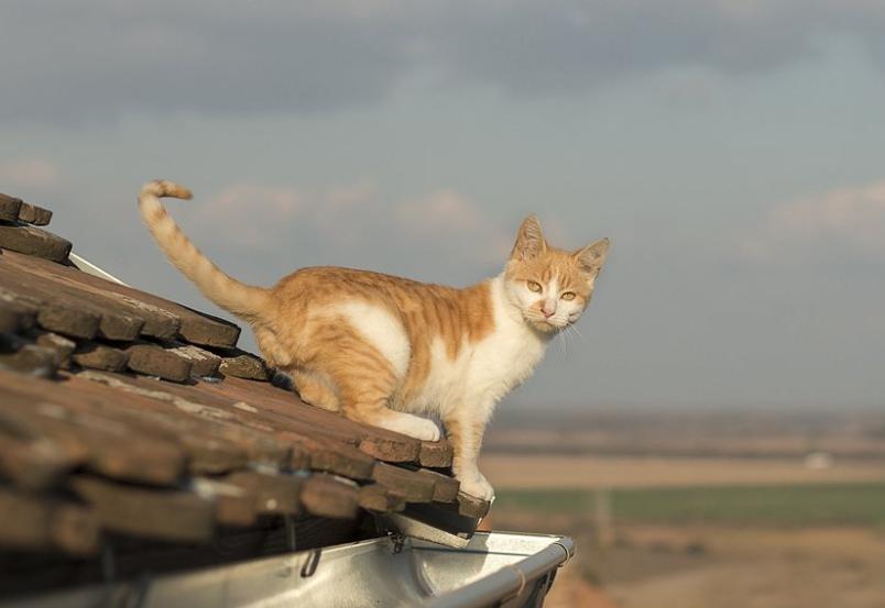 猫咪高空坠楼,关于猫咪坠楼的经验分享参考