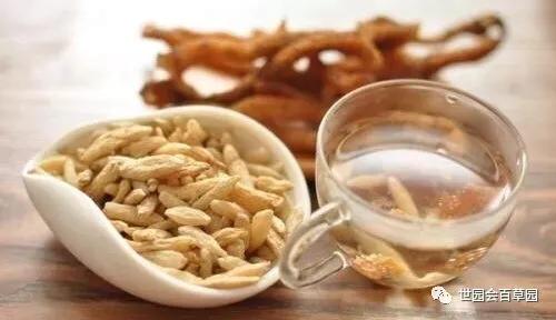 百草记|麦冬:集美貌与功效于一身的神奇中药