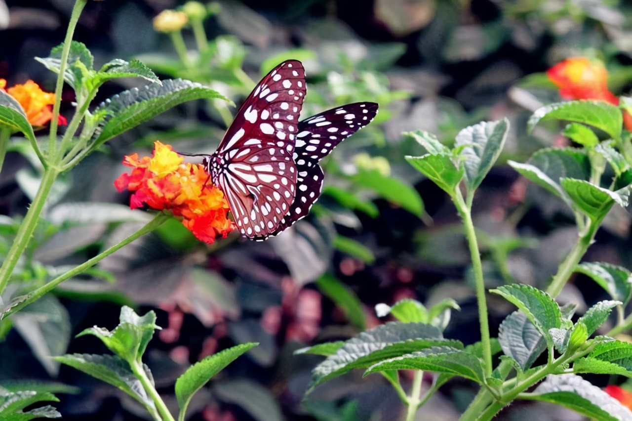 古今绝妙的经典对联集锦,构思巧妙让人惊叹的对联