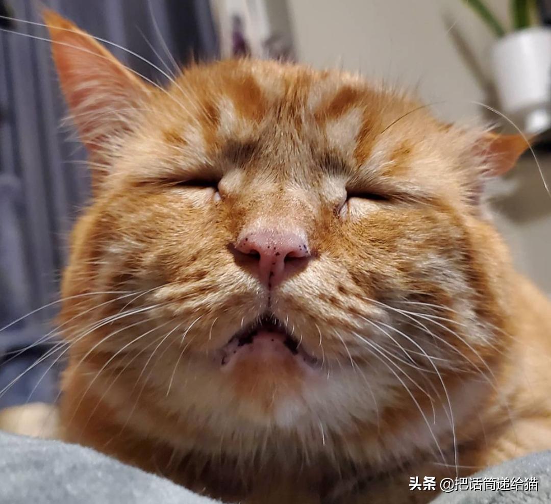 被弃养的猫还要打疫苗吗,弃养了一只猫