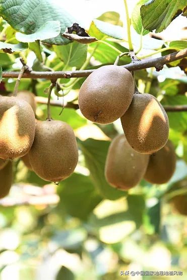 陕西水果第一大省有什么水果,陕西盛产水果吗