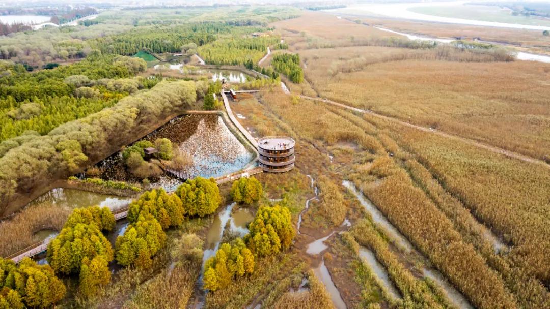 深秋回暖，安排！沪上各区的深秋美景，你准备好打卡了吗？