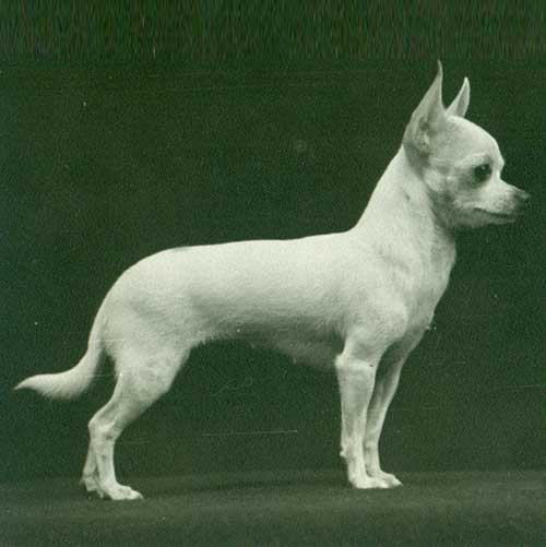 寻根问祖系列（116）：吉娃娃（Chihuahua）