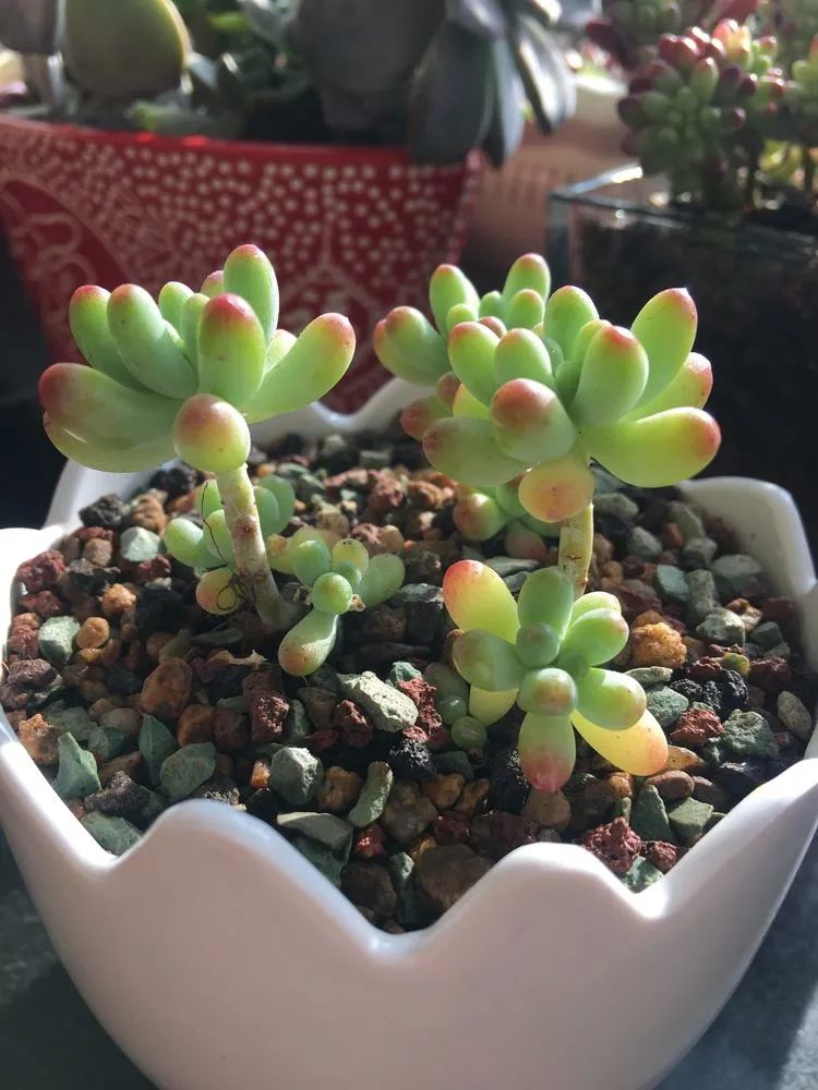 2021牛转乾坤砥砺前行,2021年牛转乾坤时来运转