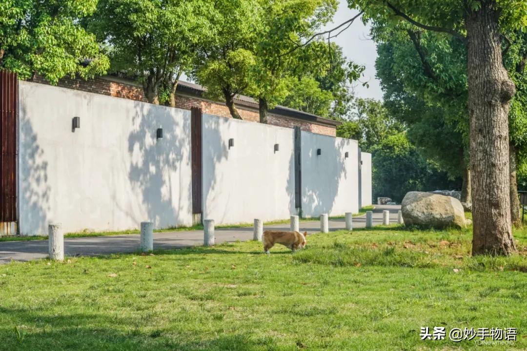 为什么总有人说养猫不如养小孩,年轻人不生孩子反而开始养猫了