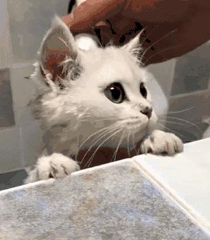 新手养猫注意事项养猫人经验总结,养猫人必备的小妙招快收藏起来吧