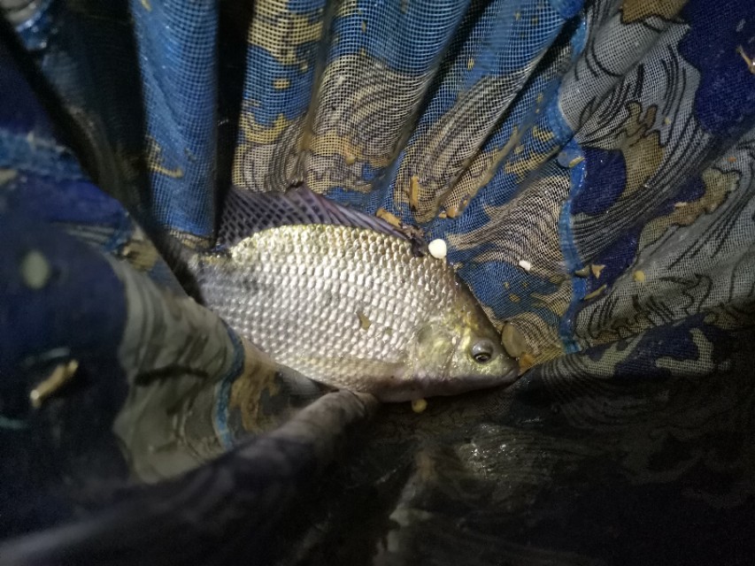 距昆明300公里的垂钓天堂,距离云南近的万峰湖野钓地点推荐