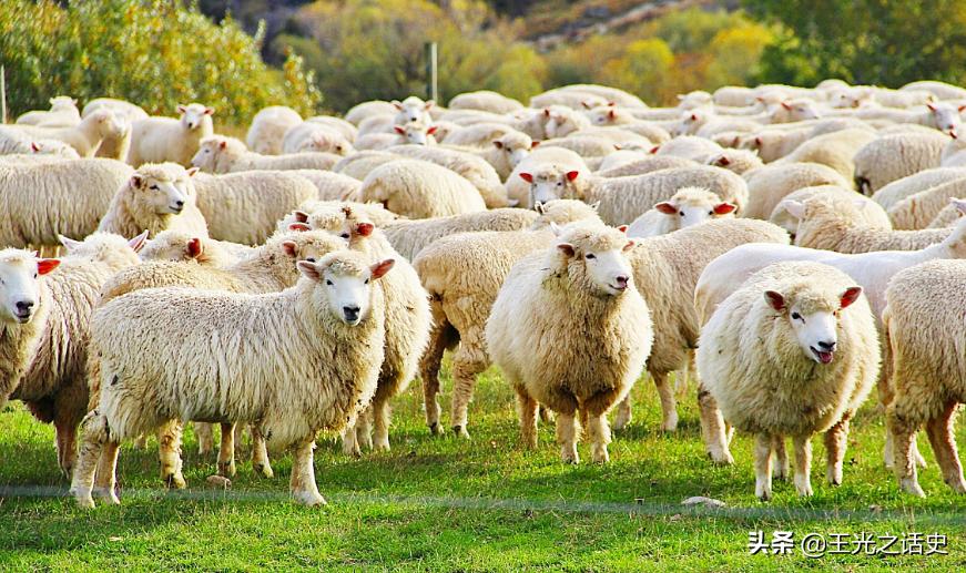 新西兰那么落后为什么是发达国家,新西兰历史上最强的国家