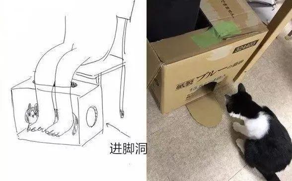 看到自家猫心情都会很好,这样的猫你会想养一只吗