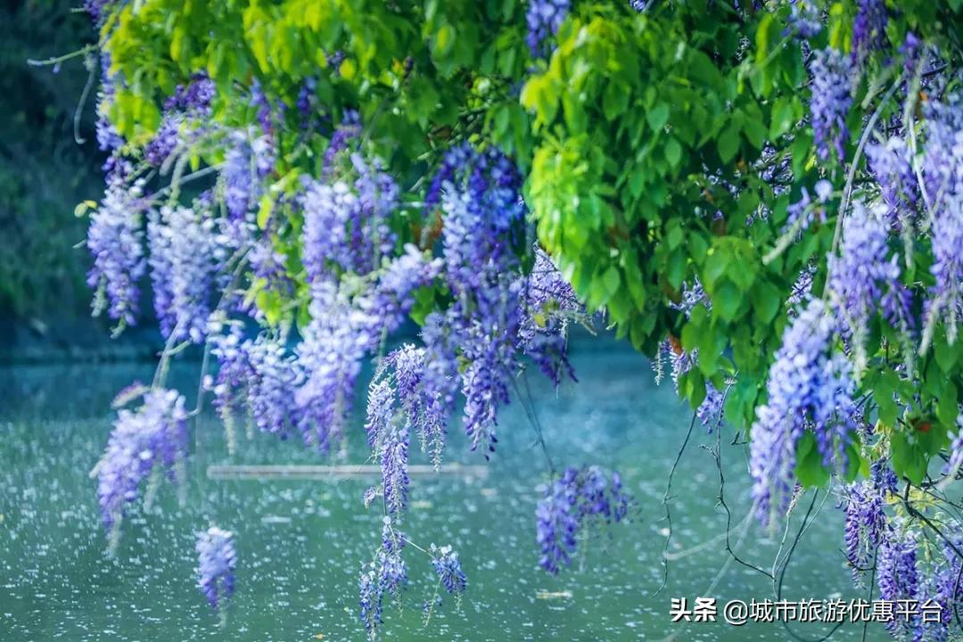 紫藤挂云木花蔓宜阳春下一句,紫藤挂云木花蔓宜阳春整首诗