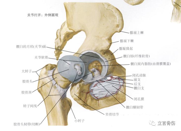 股骨髋臼撞击综合征吃哪些药呢,股骨髋臼撞击综合征做手术多少钱
