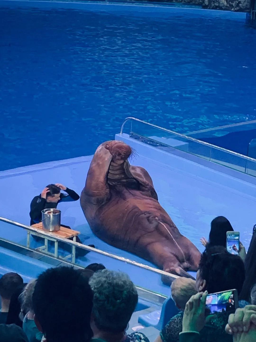 海参崴艺术表演,海参崴歌舞表演与风情表演的区别