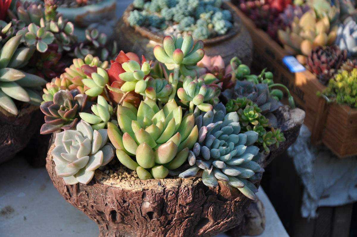 多肉烂根要如何处理?生死回转有妙招,自己在家就能救