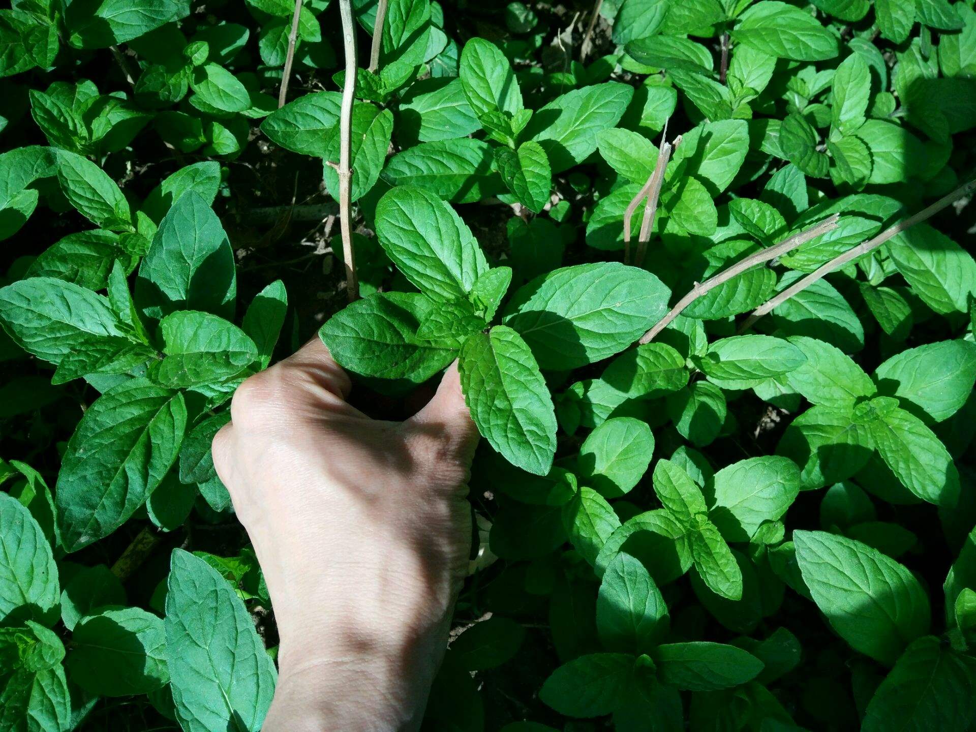 吸甲醛净化空气的绿植有哪些,可以吸甲醛净化空气的绿植