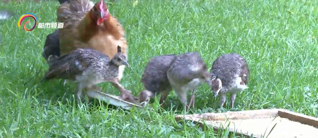 小孔雀孵出来一直叫,小孔雀慢慢长大了