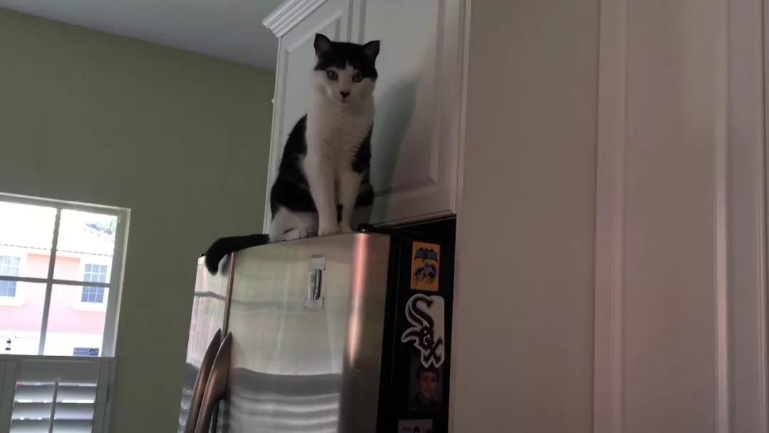 有宠一族必看：啥家庭条件呀，好几万的沙发随便毁？