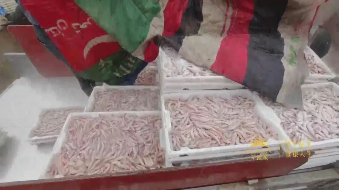 过年必囤的海鲜,过年买什么样的海鲜最有逼格