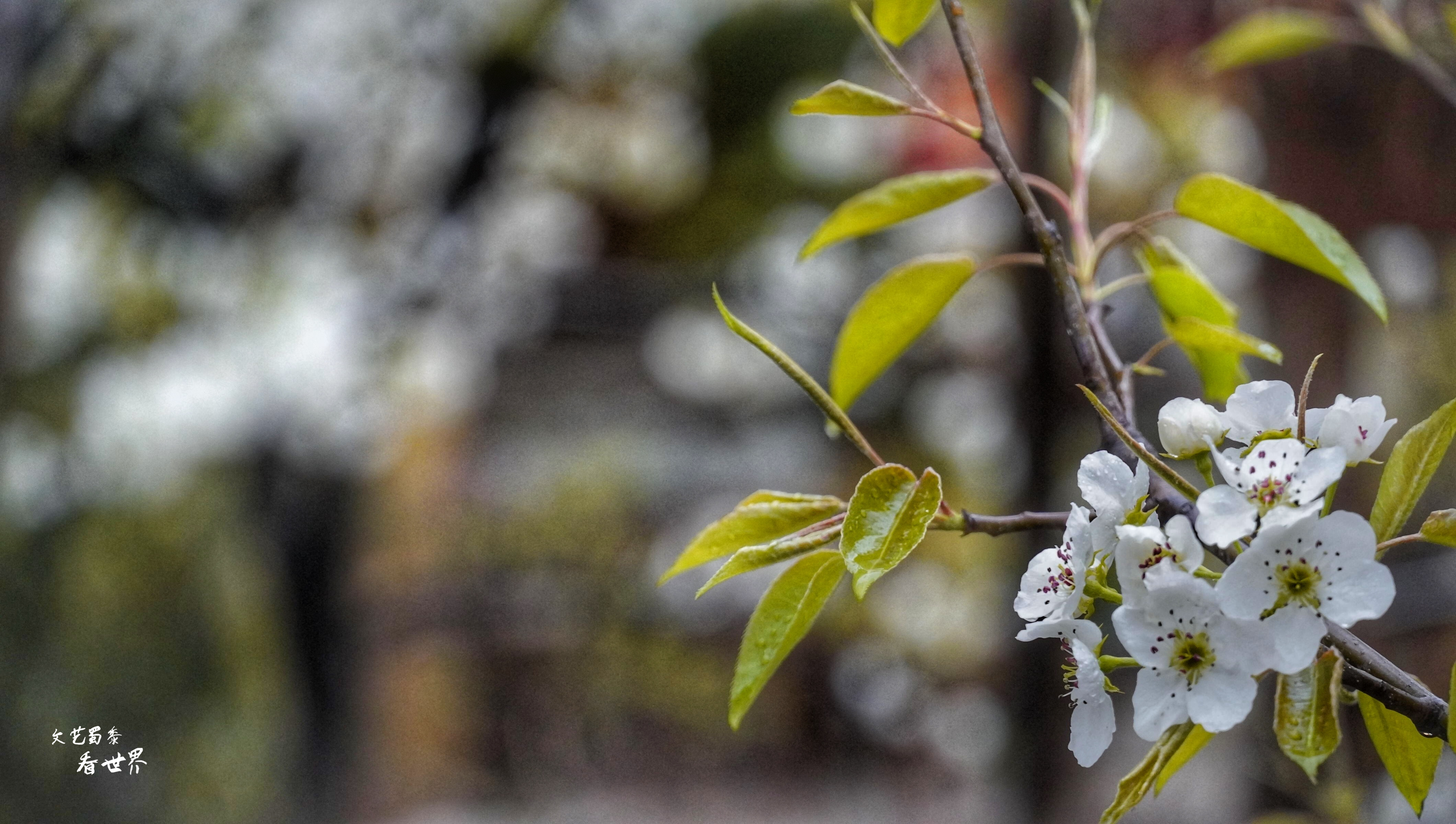 因《舌尖上的中国》而为人所知，刚刚的四月飞雪又让它美成了仙境