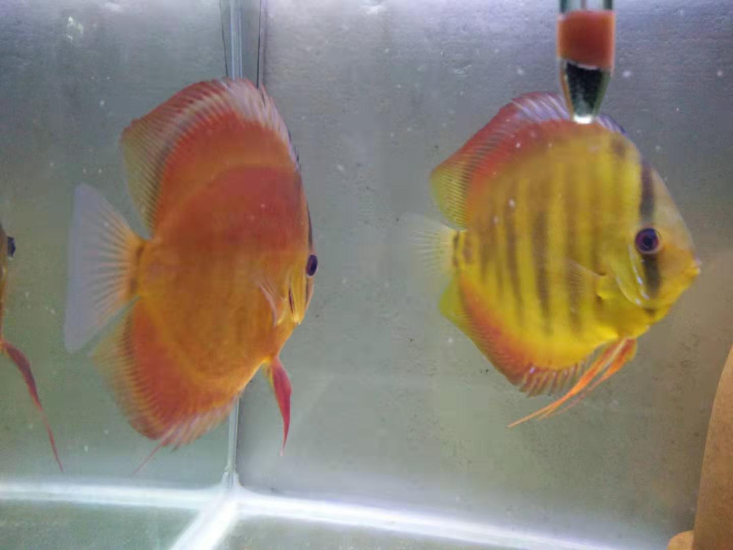 观赏鱼身上有水珠气泡是怎么回事,鱼缸间断打氧