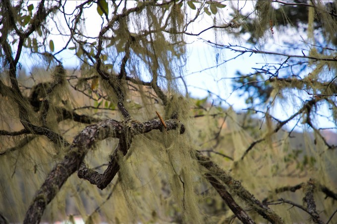 消失的地平线上的“香巴拉”和“女儿国”（二）