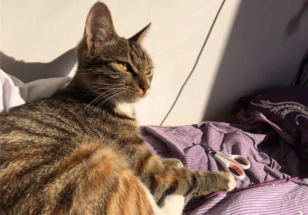 自己在家给猫咪打疫苗注意事项,自己给猫咪打疫苗会被记仇吗