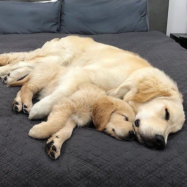 小狗刚到家一直叫能打吗,小狗被凶了就听话了