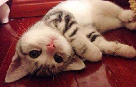 古代各种猫咪的名字只能有两个字,古代的猫的名字到底有多霸气