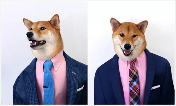 帅到各种时尚大牌求合作,它居然是条狗……你们信吗?