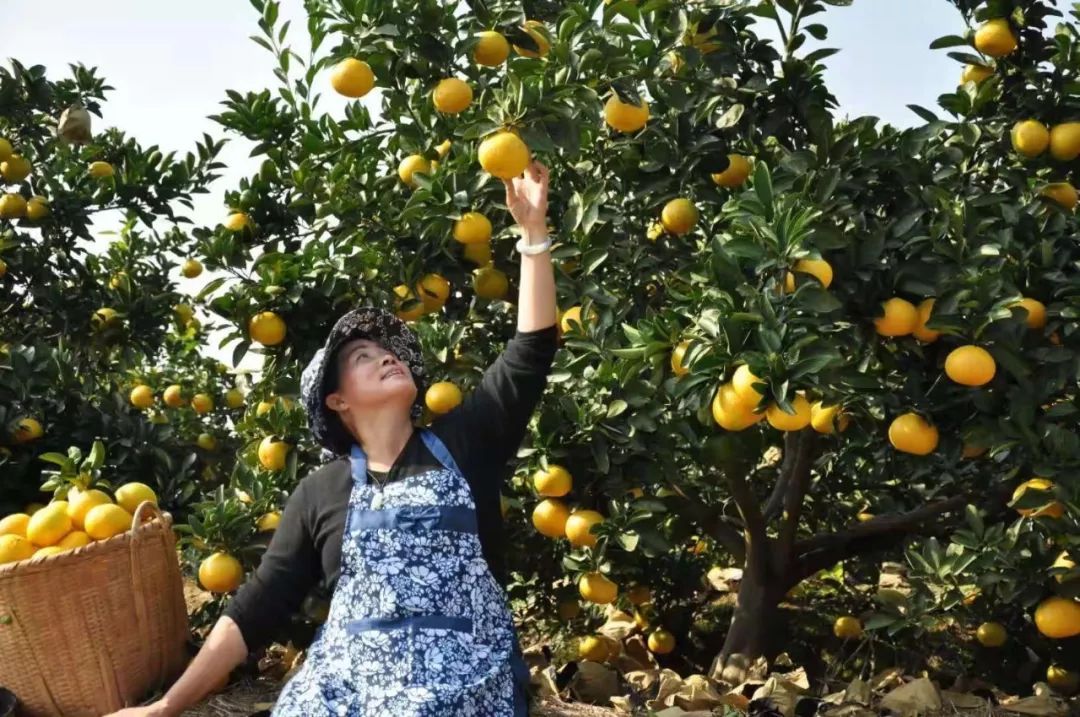 浙江高山甜桔柚,浙江绿色甜桔柚