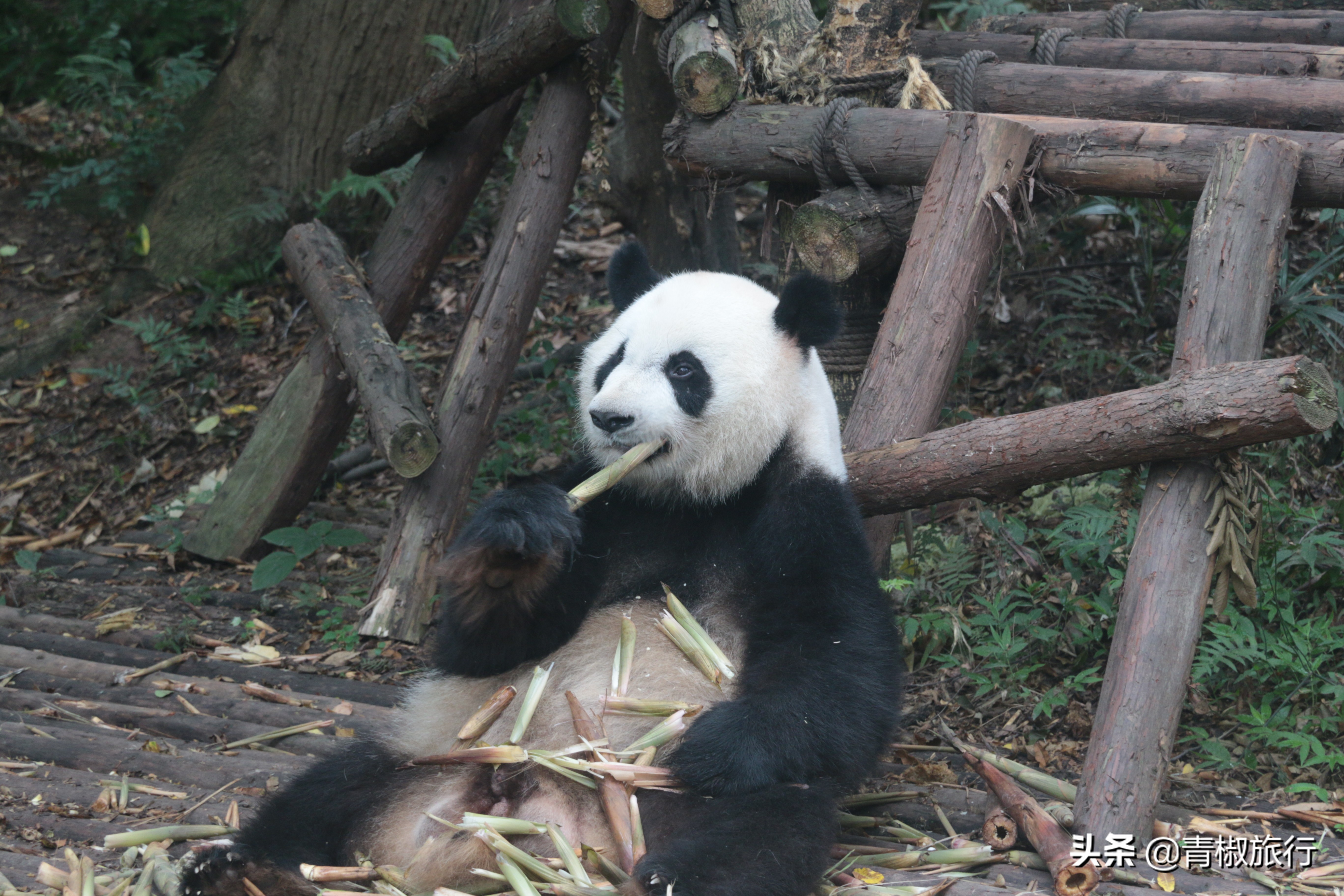 成都的美让人如此着迷，熊猫火锅麻将，春节每一景都是你来的理由