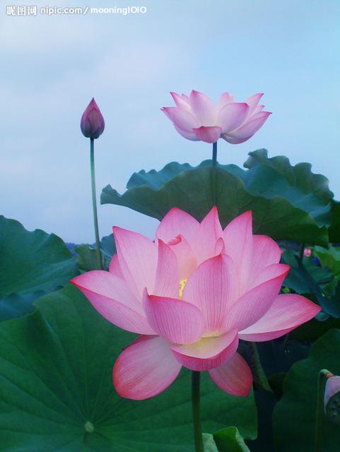 咏百合花古诗,咏荷花的歌