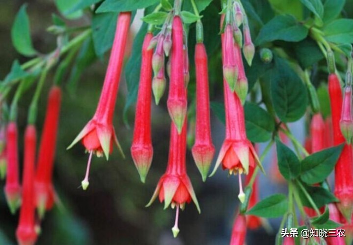 倒挂金钟放什么肥料最好,倒挂金钟施肥多了叶子发蔫怎么办