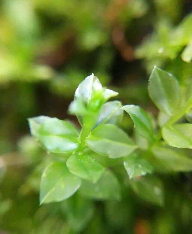 苔藓植物怎么养护,苔藓怎么养才是最好的