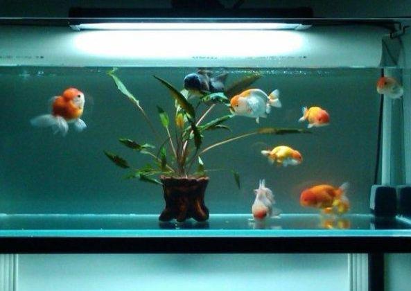 硝化细菌培养问题,硝化反应的危险及控制方法