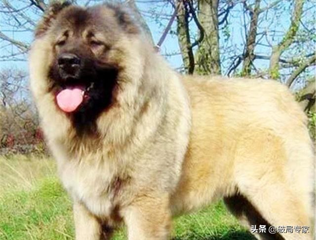 肉狗养殖基地骗局视频,养殖肉驴骗局揭秘