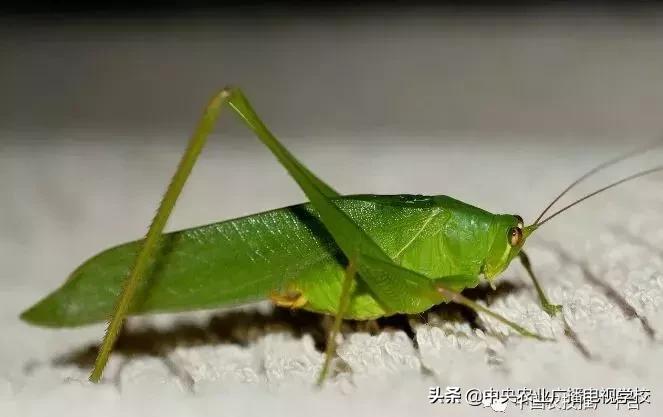 农业害虫分类大全,农业害虫分类及杀虫剂