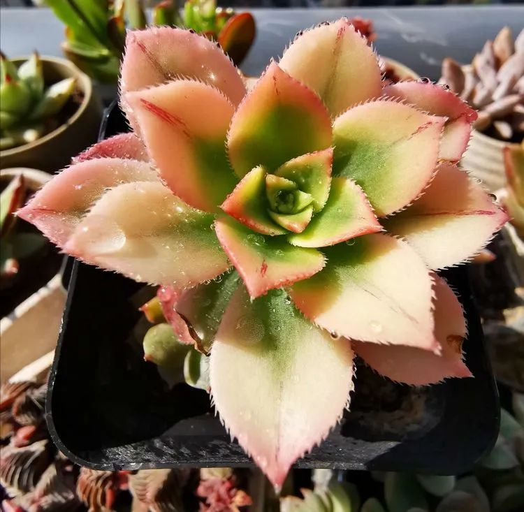 多肉砍头的怎么养,多肉怎么砍头才能爆发