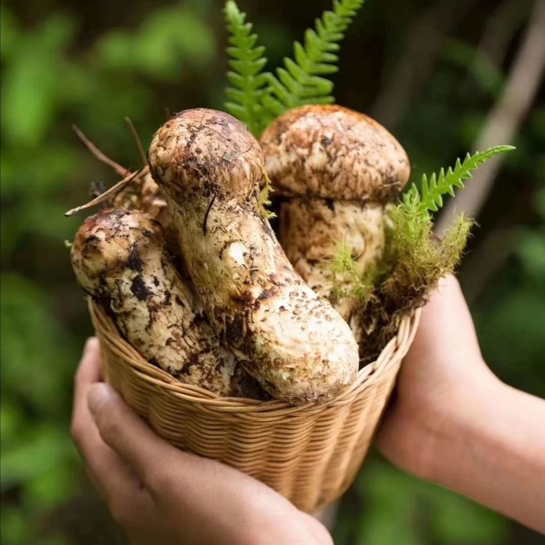 松茸多少钱一斤今日,松茸多少钱一斤的最好