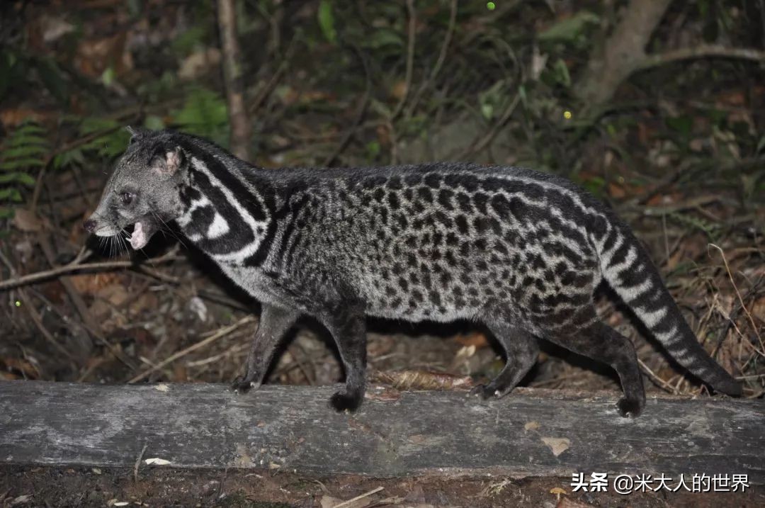 你知道这些皮草奢侈品是导致它已经在香港灭绝的主要原因吗？