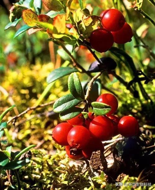 美白护肤品网红推荐,护肤淡斑美白大牌推荐